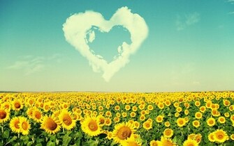 Field Of Sunflowers Love Wallpaper HD Background