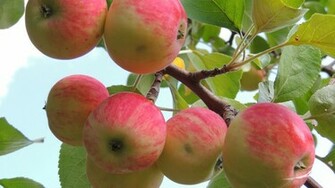 Apple Tree Wallpaper
