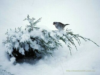 Christmas Snow Scene Wallpaper New Calendar Template Site