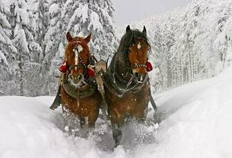 Wallpaper Horse Snow Winter Sledge Forest Desktop