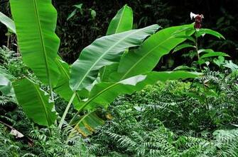 Banana Leaf Tree