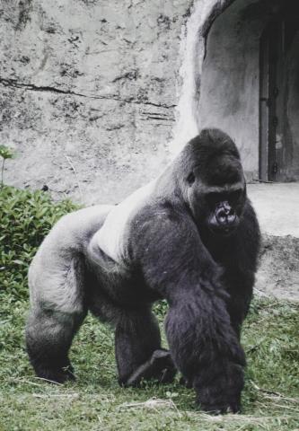 Gorilla Pictures Image