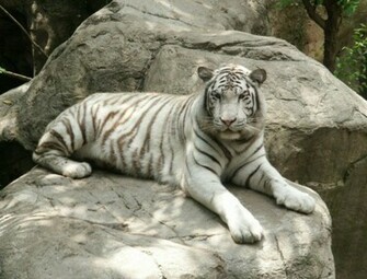 Beautiful Wallpaper White Bengal Tiger Pictures