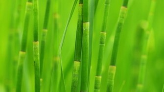 Green Bamboo Wallpaper