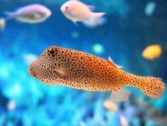 Fish Wallpaper Sea