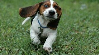 Dogs Wallpaper Desktop