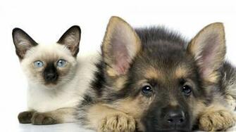 Cute Cat Dog Animals Wallpaper