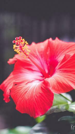 Wallpaper Flowers 5k 4k Hibiscus Red Nature