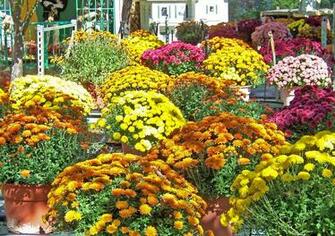 Autumn Flowers New HD Wallpaper