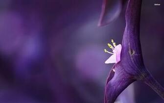 Violet Flower Wallpaper High Definition