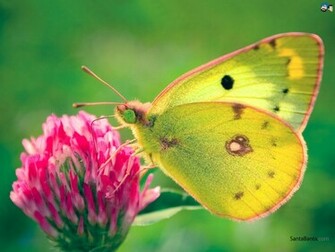 Butterfly Wallpaper