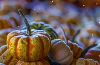 Gourd Thanksgiving Herbst Vegetable