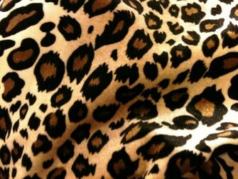 Cute Cheetah Print Background And The Pictures Do Not It