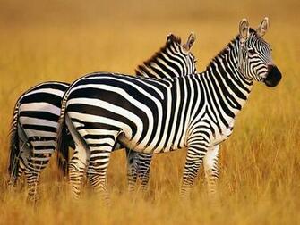 Tag Zebra Wallpaper Background Photos Image And Pictures For