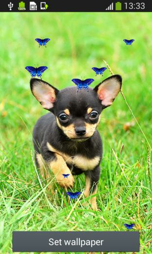 Cute Puppy Live Wallpaper For Your Android Phone
