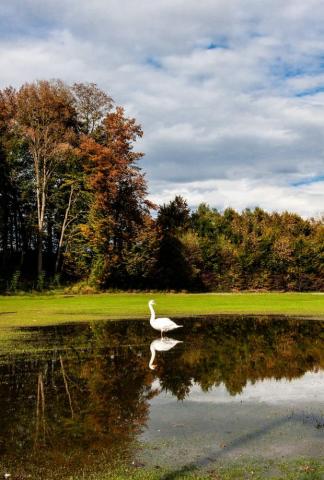 Beautiful Birds Pictures Image