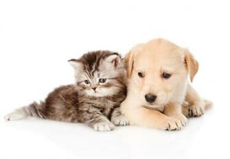 Cute Dog And Cat Wallpaper HD