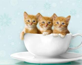 Unique Wallpaper Funny Cats Ever