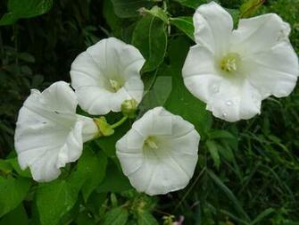 Lovely White Flowers By Morbowilldestroyu