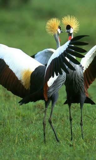 Animals Live Wallpaper For Android By Roman Put Appszoom