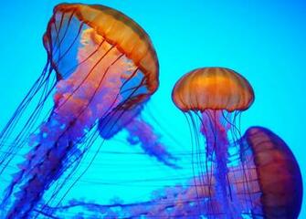 Jellyfish Wallpaper Background Image