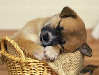 Cute Puppy Dog Wallpaper For Your Computer Desktop