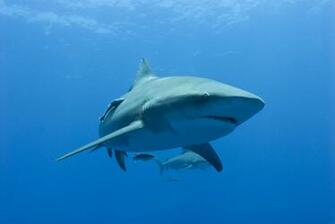 Bull Shark Desktop Wallpaper Baltana