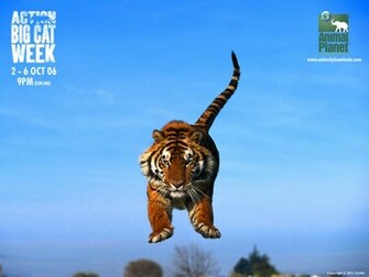 Animal Planet Tiger Asbqolbmeg Pixel Popular HD Wallpaper