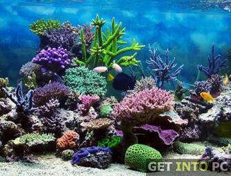 Aquarium 3d Screensaver Technical Setup Details