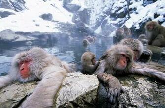 Japanese Macaque Wallpaper