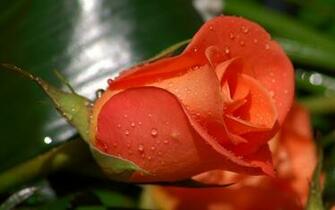 Beautiful Orange Roses Wallpaper