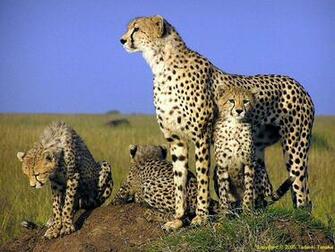 Wildlife Of The World Cheetah Wallpaper Desktop