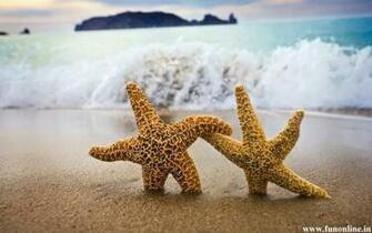 Starfish Wallpaper Charming Starfishes HD