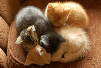 Sleepy Kittens HD Wallpaper Design Hey Creative