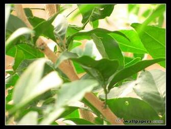 Tree Leaves HD Desktop Wallpaper On W4wallpaper