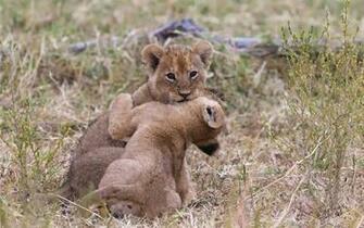 Lion Cubs Wallpaper