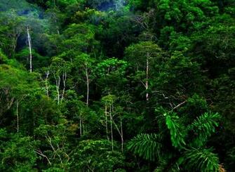 High Resolution Jungle Forest Wallpaper HD Nature