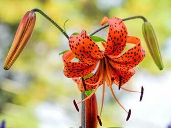Tiger Lily Wallpaper
