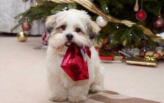 Playing Shih Tzu Puppies