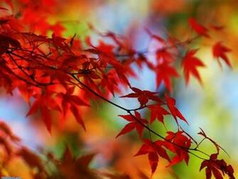 Autumn Red Leaves Yellow Big Tree