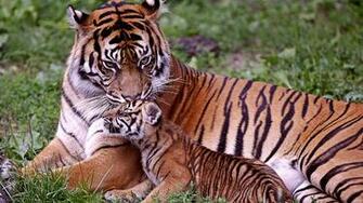 Tiger Bengal Wallpaper Brothersoft Wfiles