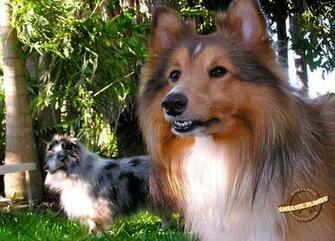 Sheltie Wallpaper