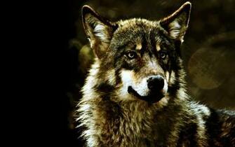 Gray Wolf Wallpaper