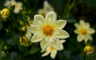 Dahlia Wallpaper