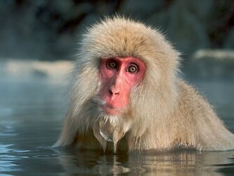 Animals Monkeys Wallpaper Snow Monkey