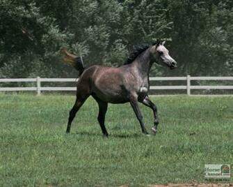 Arabian Horse Wallpaper For Your Computer Desktop To Save Right