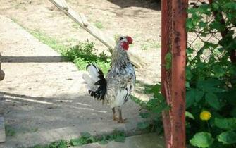 Red Crowned Golden Flower Rooster Wallpaper Animal