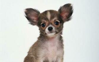 Animals Cute Dogs Nature Puppy