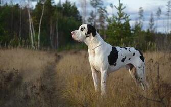 Great Dane New Wallpaper