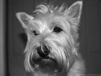 Westie Wallpaper